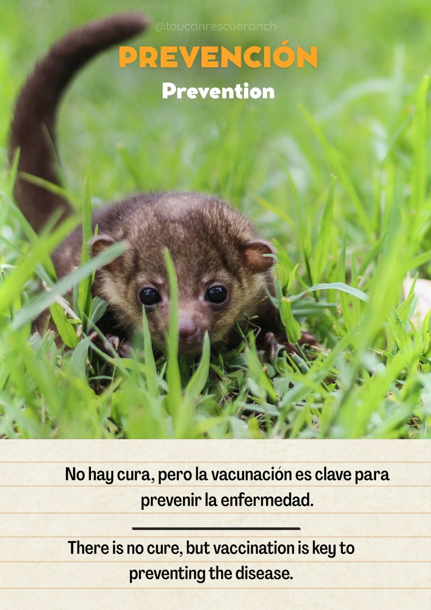 ToucanRescue's tweet photo. 🐾 Canine Distemper Virus can have devastating effects on native species, that are increasingly exposed to diseases that spread widely..

☀️ Learning about this disease creates awareness &amp; impact.

🌱 Contribute to our mission by donating. Donate here https://t.co/LsCzSjbyGO https://t.co/BMGQt8rmdF