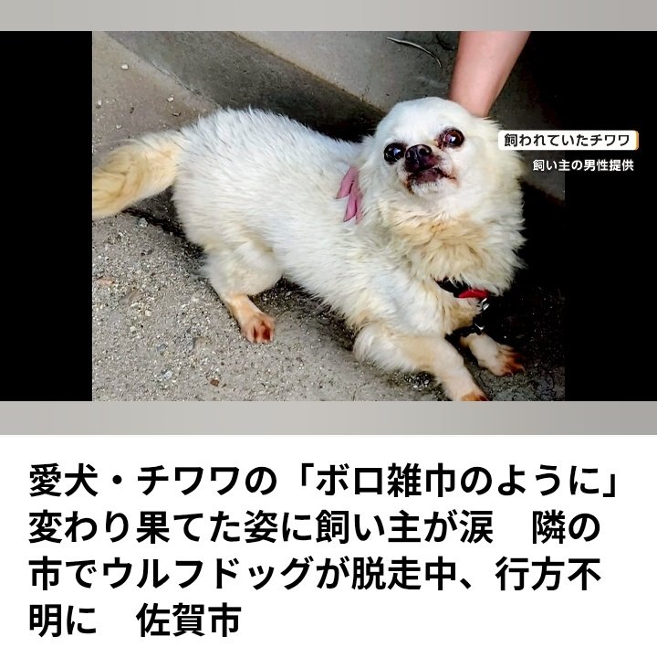 sonnyaonwanko's tweet photo. 熊出没地域で 犬外飼いして
熊を加害者にする飼い主も🗑️だけど

10歳のチワワを外飼いして
ウルフドックに襲わせ
「まだ犬だから良かった…」��か話す
この外道に泣く権利なんかあんのか！ https://t.co/PqrqZWEc8w https://t.co/2Os95d3mES