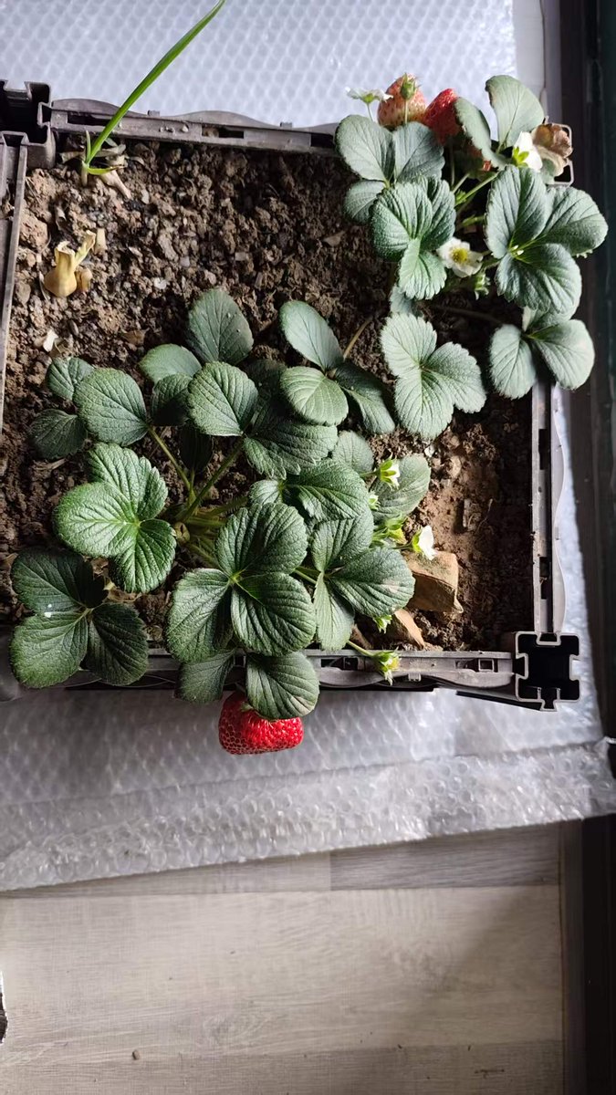 Biomedherb's tweet photo. Nothing beats the smell of 100% natural, home-grown strawberries! 🍓✨ Zero chemical fertilizers, completely organic, and the refreshing aroma is just incredible.
Proof that nature knows best. 🌿👇
#GardenTwitter  #GrowYourOwn #Strawberry #PlantLovers #NatureAesthetic https://t.co/R5TMCByKg5
