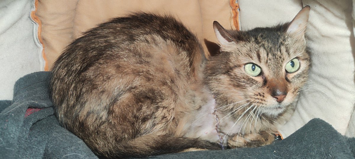 namarievenstar's tweet photo. 🆘🆘 #Monchi es una gatita de 4 años que nos llegó con una patita destrozada. Tuvimos que hacer rescate de emergencia y amputar. La cuenta veterinaria supera los 2m. Puedes hacer tu aporte a la llave 3168759950 y con @Andreccelylive para adopción. Agradecemos difusión y apoyo.🙏🏽 https://t.co/fjfuNIXKVy