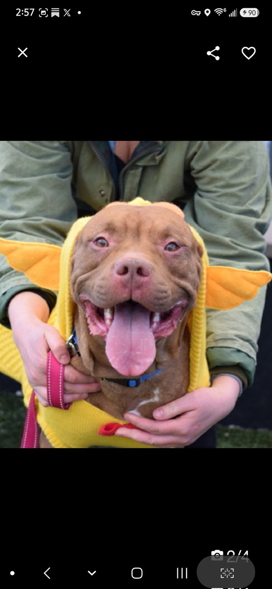 MyBoxerLuvMac1's tweet photo. 💔Diamond💔
#NYCACC #250451 2y
▪️ReListed TBK: 6/4
#RescueOnly

Precious sweetie's💔, surrendered after owner passed away.
Despite this, beautiful youngster's affectionate, social, playful.
Just look @ her smile!
Here 2 long, becomes easily over aroused, dog reactive.
Needs loving, N.East #Foster, 4 security, 2 decompress & flourish again.

DM @CathyPolicky
Pls #Pledge4Rescue
💞D
https://t.co/jvuN0i6nNv