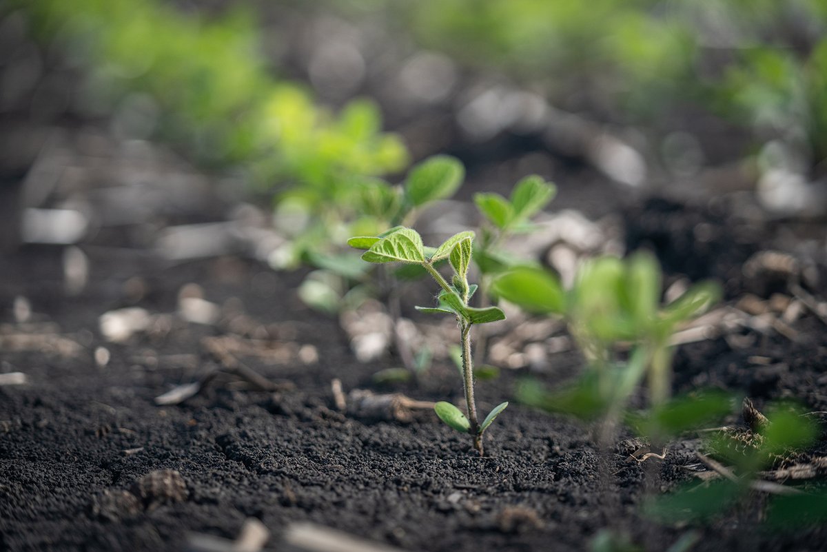 RobSeeCo's tweet photo. Taking stand counts in soybeans provides vital information about how well the planter performed, any potential emergence issues, and what management decisions might be coming. Visit our "Taking Stand Counts - Soybeans" agronomy tip sheet to learn more: https://t.co/RpN4Ou2Ovq https://t.co/l3rFDSLp6p