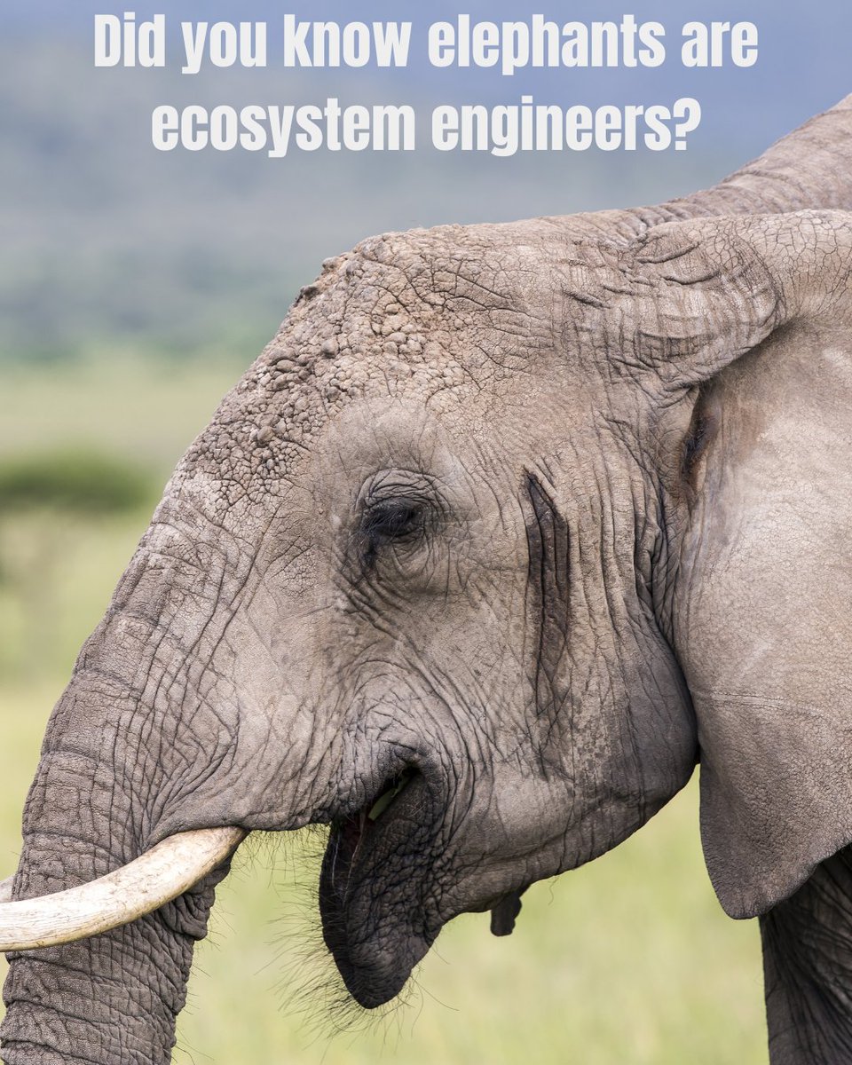 ElephantCoop's tweet photo. Did you know elephants are nature’s ecosystem engineers? 🐘 

As they roam, they create paths, spread seeds, and open water for other wildlife. Protecting elephants means protecting entire ecosystems. When elephants thrive, so does the planet! 
#ElephantCooperation #SaveElephants https://t.co/Nu4ztm8zm9