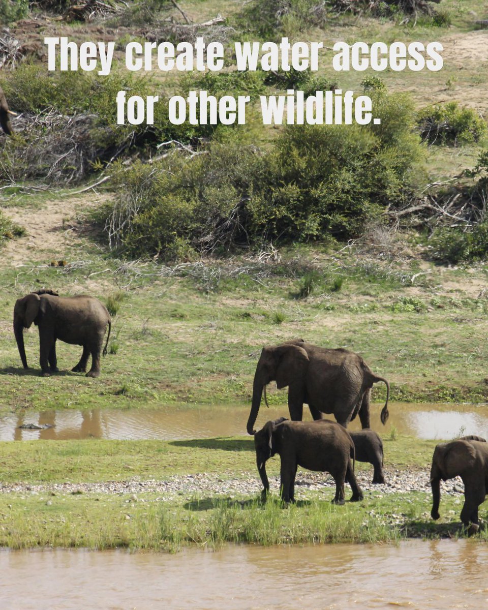ElephantCoop's tweet photo. Did you know elephants are nature’s ecosystem engineers? 🐘 

As they roam, they create paths, spread seeds, and open water for other wildlife. Protecting elephants means protecting entire ecosystems. When elephants thrive, so does the planet! 
#ElephantCooperation #SaveElephants https://t.co/Nu4ztm8zm9