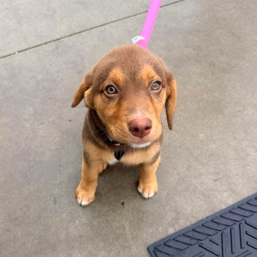 EverettFord_AR's tweet photo. We just can’t get over how CUTE Sammie is! 10/10 would pet again. 🤩💞 

Happy #everettwoofwednesday 🐾 https://t.co/bR2m55z15v