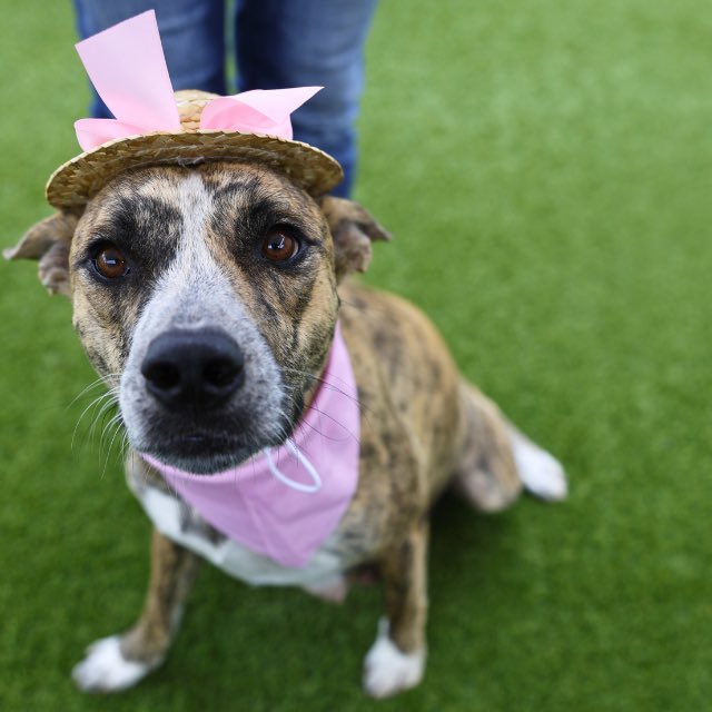 _taysmyoxygen1d's tweet photo. 🆘 BEAUTIFUL BRINDLE SHEPHERD DOG MOM TO BE KILLED TODAY 6.3 WITH HER 10 BABIES BY #SANANTONIO ACS #TEXAS‼️

BRENDA 💖#A803747 2yo s

🚸Actively nursing litter🍼
#Rescue &amp;/or #Foster only 📧acsrescue-foster@sanantonio.gov
☎️210-207-6669

💕Sweet, affectionate, knows sit &amp; down https://t.co/Yas1mWCBQe