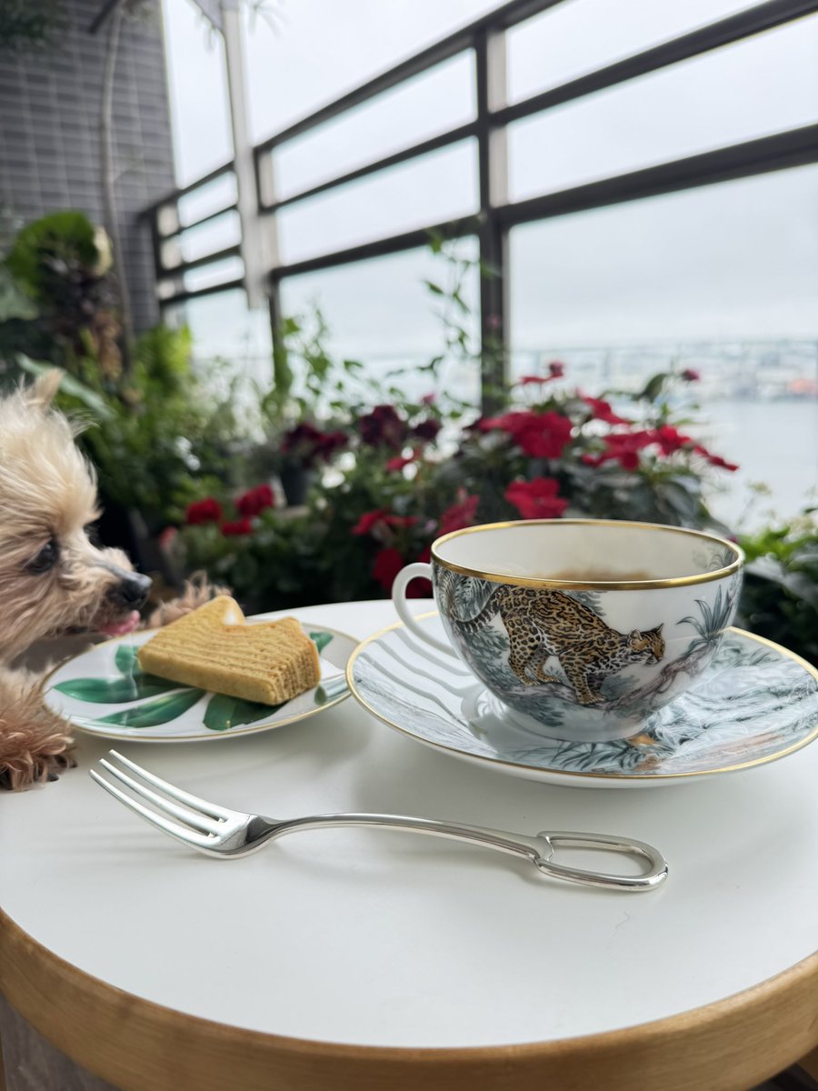 Lococo0040's tweet photo. 赤道直下のスケッチ☕️
初めて買ったエルメスです✨
豹が💘実は豹が描かれてるのはモーニングカップで大きく2個セットでした😢それでも購入しかもこれだけは左手で持ちます🫸
🐆を見るために😅と一目惚れの品でしたパチパチ。夜は甘鯛と豚しゃぶおろしかけで😊🥗
＃エルメス赤道直下のスケッチ https://t.co/tlmdnrzyRX