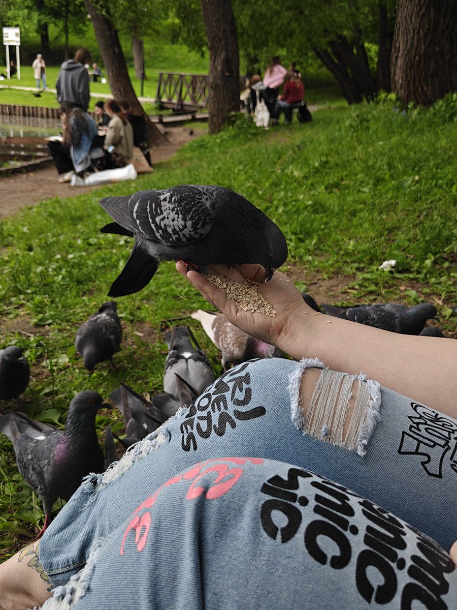 varnakanyo's tweet photo. Каждый день в обед на работе уходим к пруду, чтобы покормить голубей и утятонек (овсянкой, сэр) https://t.co/FOdx6sdNez