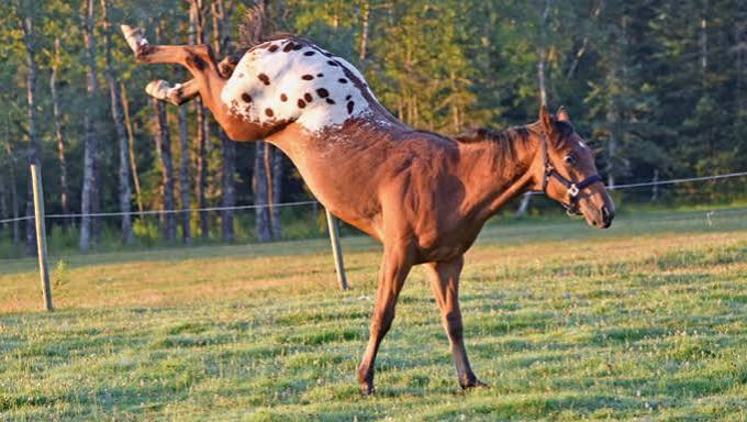PollyReturns's tweet photo. @Smoke6464 Buckjumpers, eh? I had to look that up. Cayuses, too. You're educating me 😊 https://t.co/3cBG7FWflq
