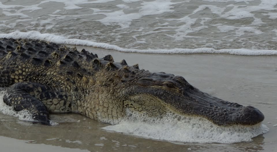 Kelyel's tweet photo. My beach will bite you! https://t.co/MEdYaOy8n0