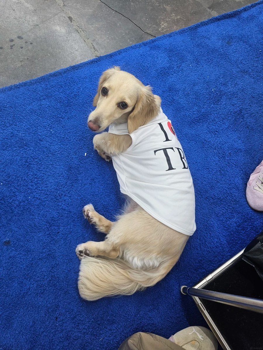 deobimom's tweet photo. 🥹🥹🥹🥹🥹🥹🥹 even the dog has a I ❤️ TBZ shirt ♡

#HYUNJAE #현재 with the creative team staff of mook https://t.co/FU6eK8ipbQ