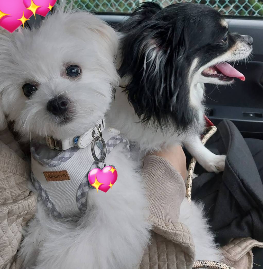 tajiyurixxx's tweet photo. 先月  息子と彼女ちゃんにアルト🐶も車に乗せて公園に連れて行って貰った時の写真
手前の白い子犬が息子のとこのパウリ(4ヶ月) 奥の黒いチワワがアルト
 #チワワ  #ミックス犬 https://t.co/UZOMG460fQ