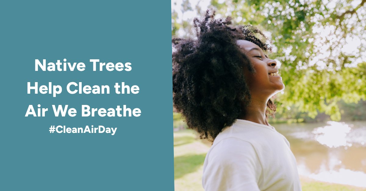 leaf's tweet photo. 🌳 #DYK Native trees play a powerful role in improving our air. Their leaves help filter pollutants and reduce smog, making the air we breathe cleaner?

Help clear the air this #CleanAirDay and plant a native tree!

Apply today:  https://t.co/jQfykmXXYT https://t.co/I4U2M65Kqz