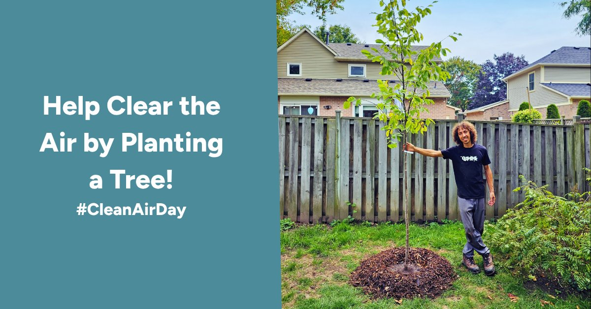 leaf's tweet photo. 🌳 #DYK Native trees play a powerful role in improving our air. Their leaves help filter pollutants and reduce smog, making the air we breathe cleaner?

Help clear the air this #CleanAirDay and plant a native tree!

Apply today:  https://t.co/jQfykmXXYT https://t.co/I4U2M65Kqz