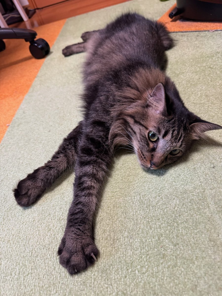 本当に仲良し兄弟です🐈🐈‍⬛✨ #cat #猫