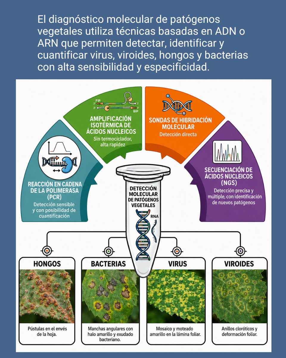 intaCIAP's tweet photo. Nuevo Capítulo 👉Técnicas moleculares para el diagnóstico de patógenos de plantas 🦠
Este capítulo presenta los fundamentos y protocolos de diversas técnicas moleculares aplicadas al diagnóstico de estos patógenos.
#DiagnósticoMolecular #IPAVE #ADN
#ARN #CienciaArgentina #Virus https://t.co/5krVNt1seK