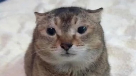 the47cat's tweet photo. Will there be a Thursday this week? 🤔 https://t.co/1ukapp4PRd