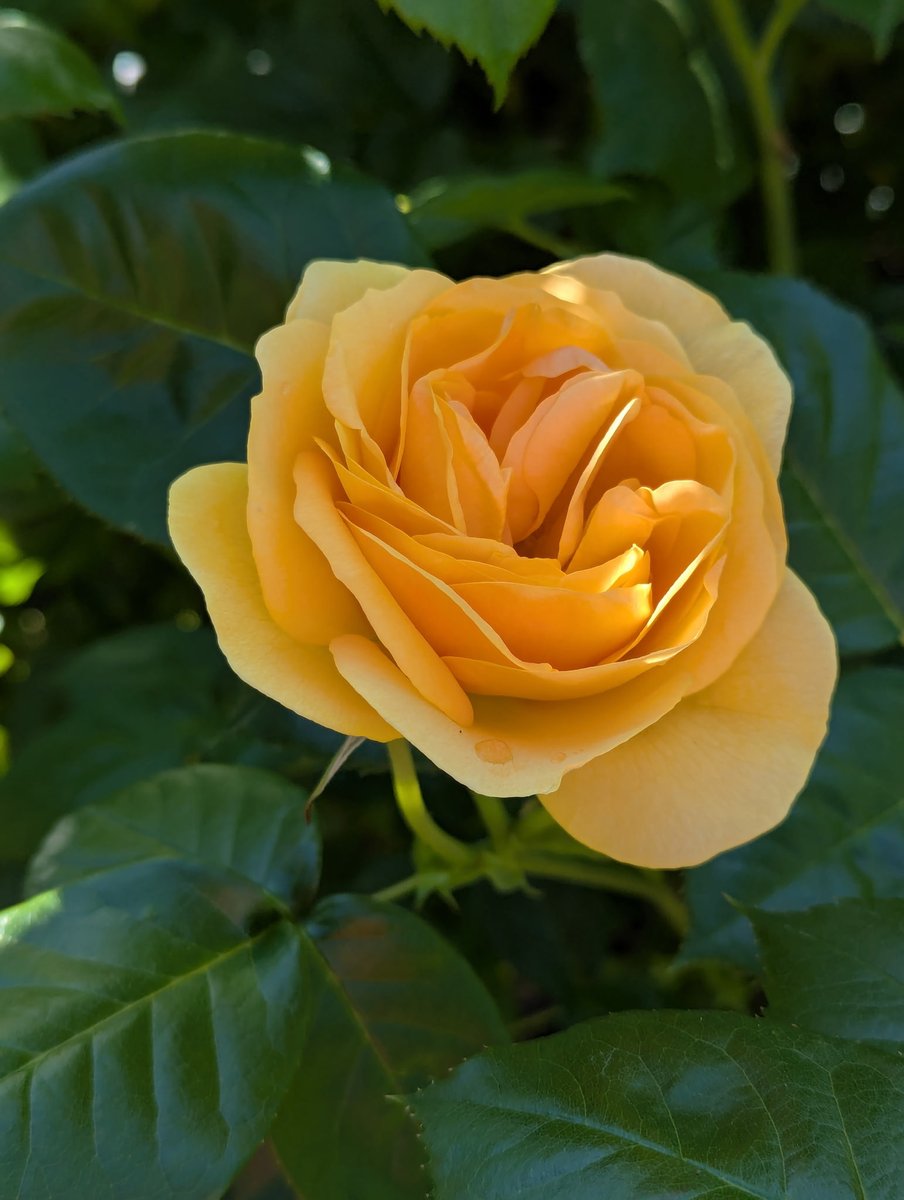 Grampa1950's tweet photo. QP or Share your rose for 

#RoseWednesday https://t.co/UyzlCs9zHY