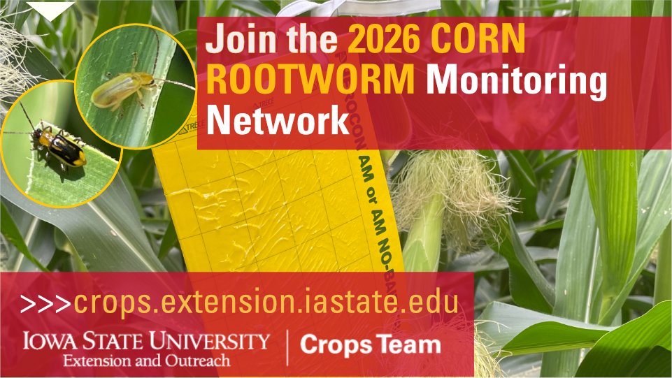 ISUCropNews's tweet photo. Corn rootworm is one of our biggest corn insects pests. Help track populations in 2026 by joining the Corn Rootworm Trapping Network! Learn more: https://t.co/Bf7giEMzQD
@ashleyn_dean @ErinHodgson_ISU

#CornRootworm #AgExtension #IPM https://t.co/Grci4VxdXX