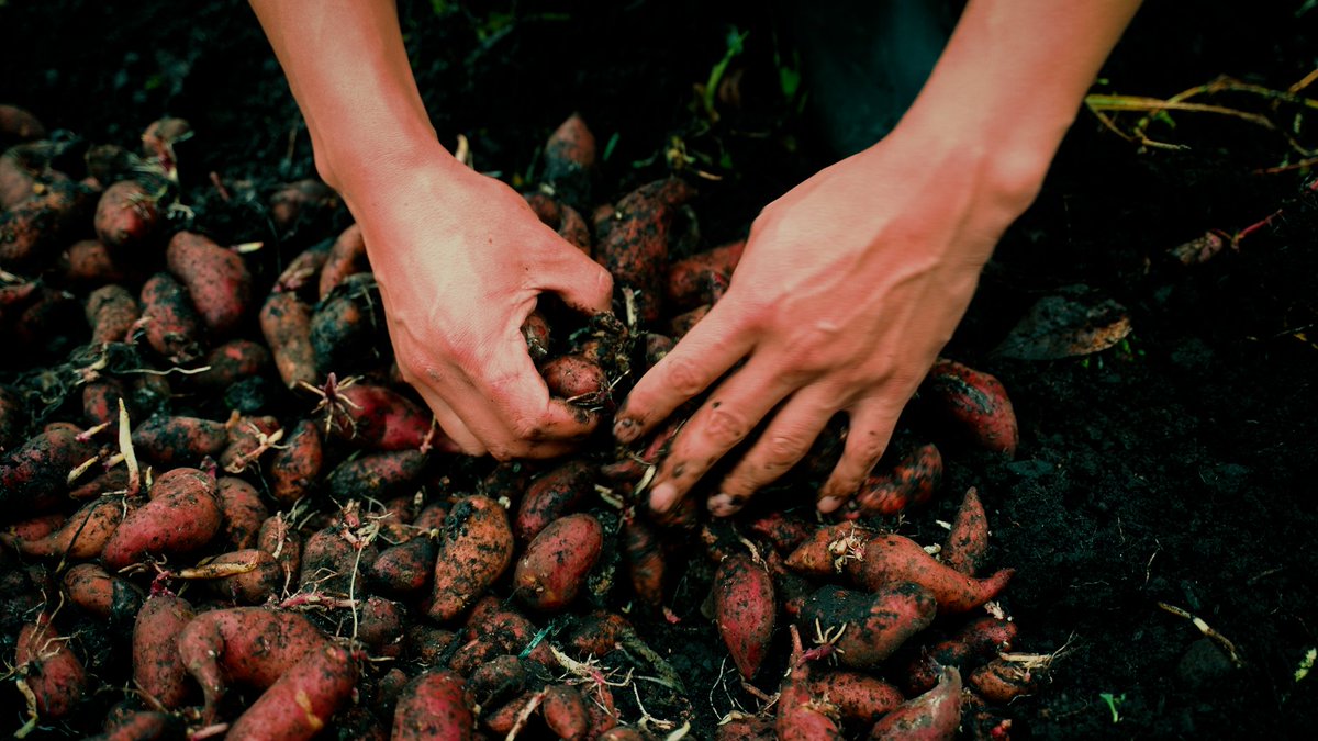 GAquinteroA's tweet photo. En medio de estos días convulsos, no podemos olvidar la conmemoración del Día Nacional del Campesino. Una fecha en la que la alcaldía de @CarlosFGalan honra la labor y dignidad de las mujeres y hombres que habitan y trabajan en la ruralidad. 

Son 9 localidades de @Bogota, cerca del 75 % del territorio bogotano. Ese campesinado enriquece la multiculturalidad y diversidad de la Bogotaneidad. A ellas y ellos siempre nuestro reconocimiento, respeto y agradecimiento.
