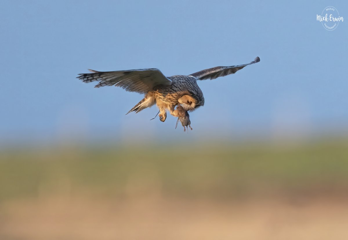 Mufftrix's tweet photo. Long-eared Owl with a specialized home delivery service. 📦🦉 #LongEaredOwl #WildlifePhotography #BirdsOfPrey #BirdInFlight #NatureIsMetal #RaptorPhotography #PeakDistrict https://t.co/0HMCIUbutI