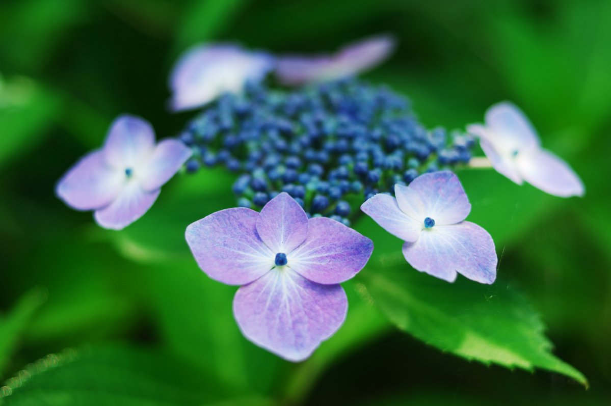 Tomo_time's tweet photo. #紫陽花
Nikon D2Xs × AF Nikkor 35mm F2 D https://t.co/kKuhAK2beW