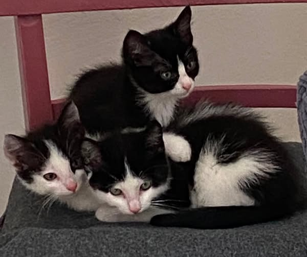 yolandaschultes's tweet photo. Berne · Neuenhuntorf ·  27804
Kitten auf einem Feldweg ausgesetzt!
Kopie Tierschutzdienst Wesermarsch e.V.
Am 31. Mai wurden diese drei Kitten in Neuenhuntorf auf einem Feldweg gefunden.
Weiß jemand, bei wem die Tiere waren, bevor sie ausgesetzt und sich selbst überlassen wurden?
Die Kleinen sind menschenbezogen.
Tiersuchdienst Wesermarsch e.V.
04731 22297
hilfe@tiersuchdienst-wesermarsch.de