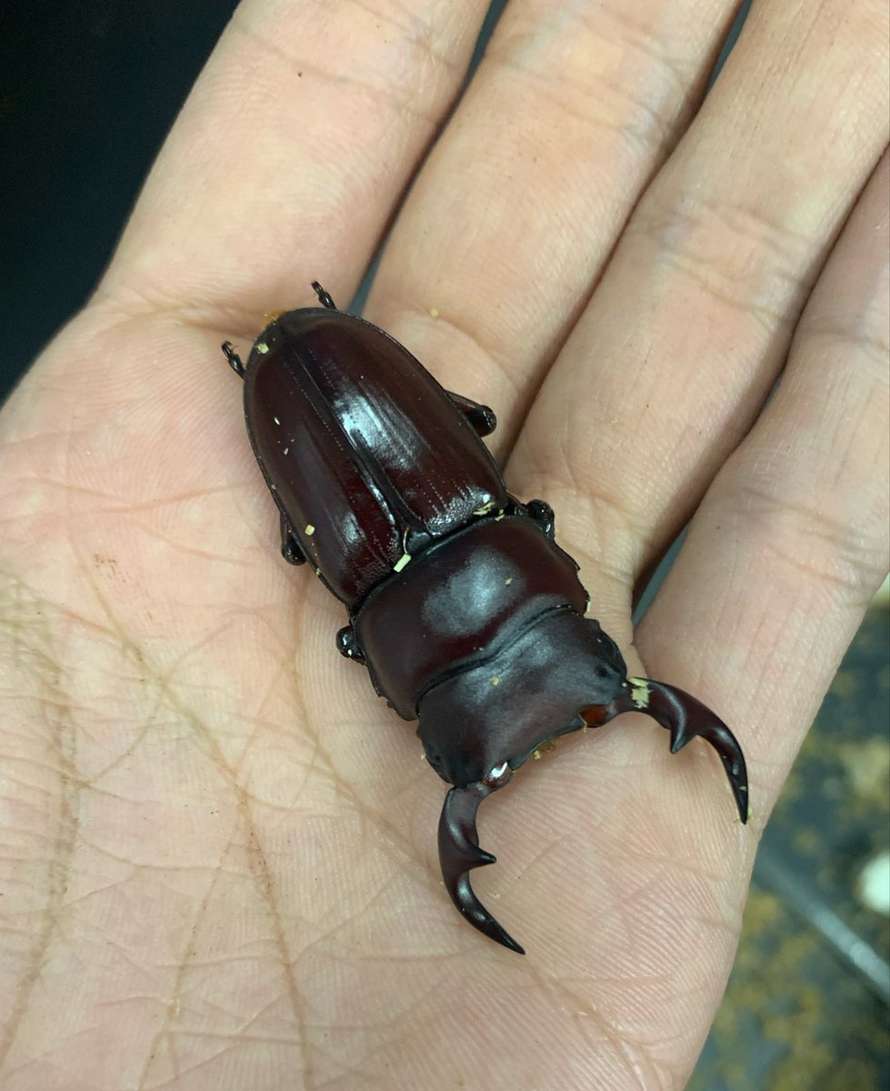 Dorcus0098's tweet photo. 神奈川県オオクワ F2
クロさんと一緒に採集した時のことを思い出す😌 https://t.co/2mW7gRU4z8