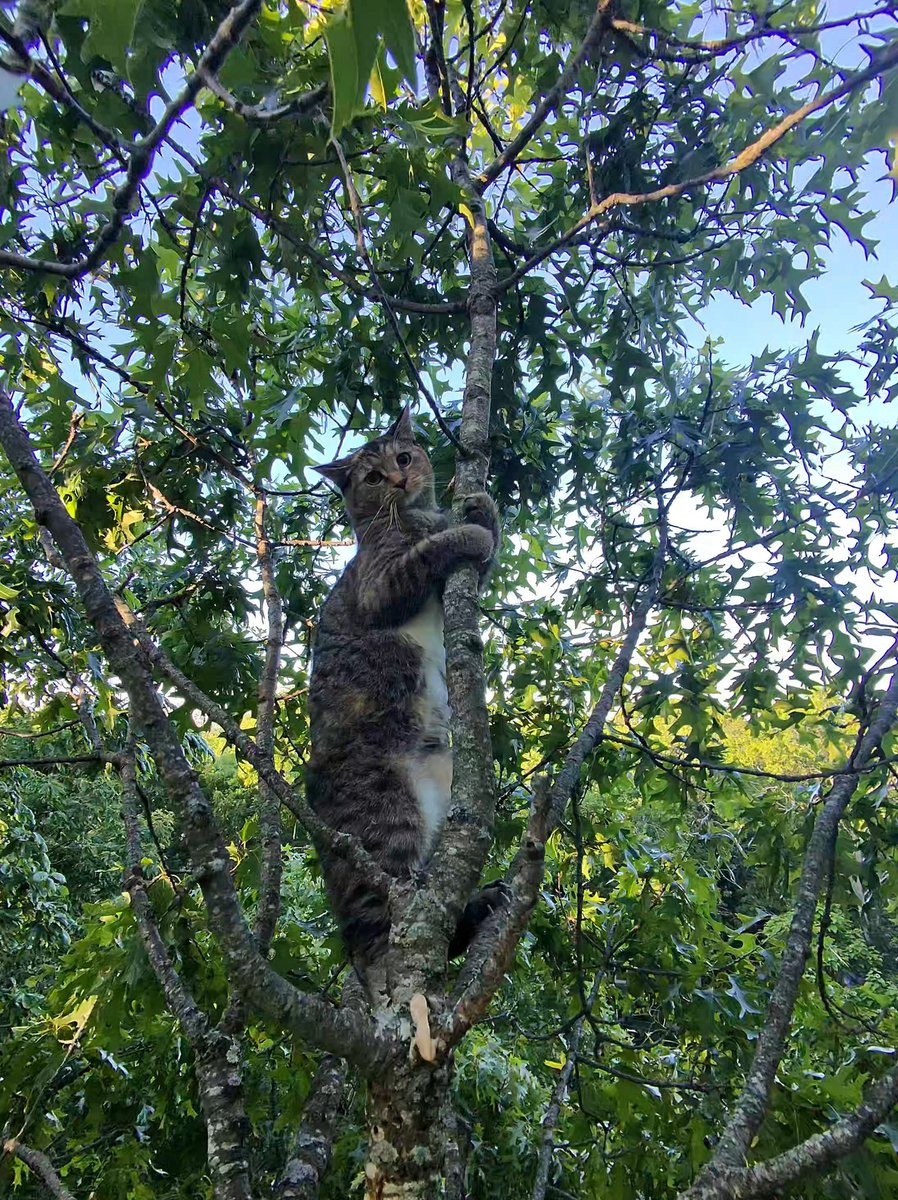 steven_murrow's tweet photo. Skittles was a little skittish. She made me work for this one! 

Yup, another early morning cat rescue. I left my house at 4:45am and headed to Brick, NJ with the hopes of being able to perform a successful rescue and make it home in time for my 8 o'clock tree job in Turnersville. Looks like I was 15 minutes late; not bad, my guys were on time and got set up without me.

This was Skittles' 3rd day high up in that oak tree. She was slowly climbing higher, and this morning, after setting my rope, she climbed all the way up to the tips. I was able to grab her because she ran out of tree! She was a sweetie, but didn't want to pose for pictures afterwards. I think she was embarrassed 😹

Cat-in-a-tree rescues are always FREE with Tesla Tree Service 🫶 @TeslaTreeSteven