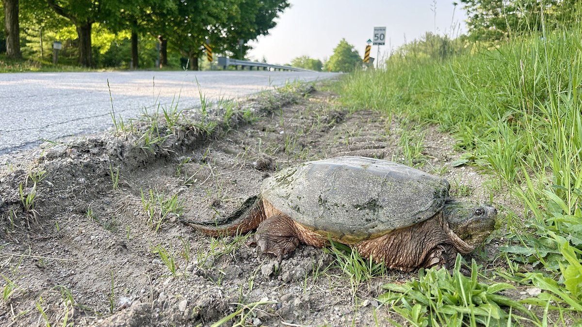 AusableBayfield's tweet photo. June is the height of turtle nesting season. 🐢 Stay alert for turtles on roadsides. This is critical to wetland conservation! Wait until it's safe before moving a turtle across the road in the direction it's heading: https://t.co/TWtNk7OdrJ (Jory Mullen Photo) #EnviroWeek https://t.co/aLRniIaHno
