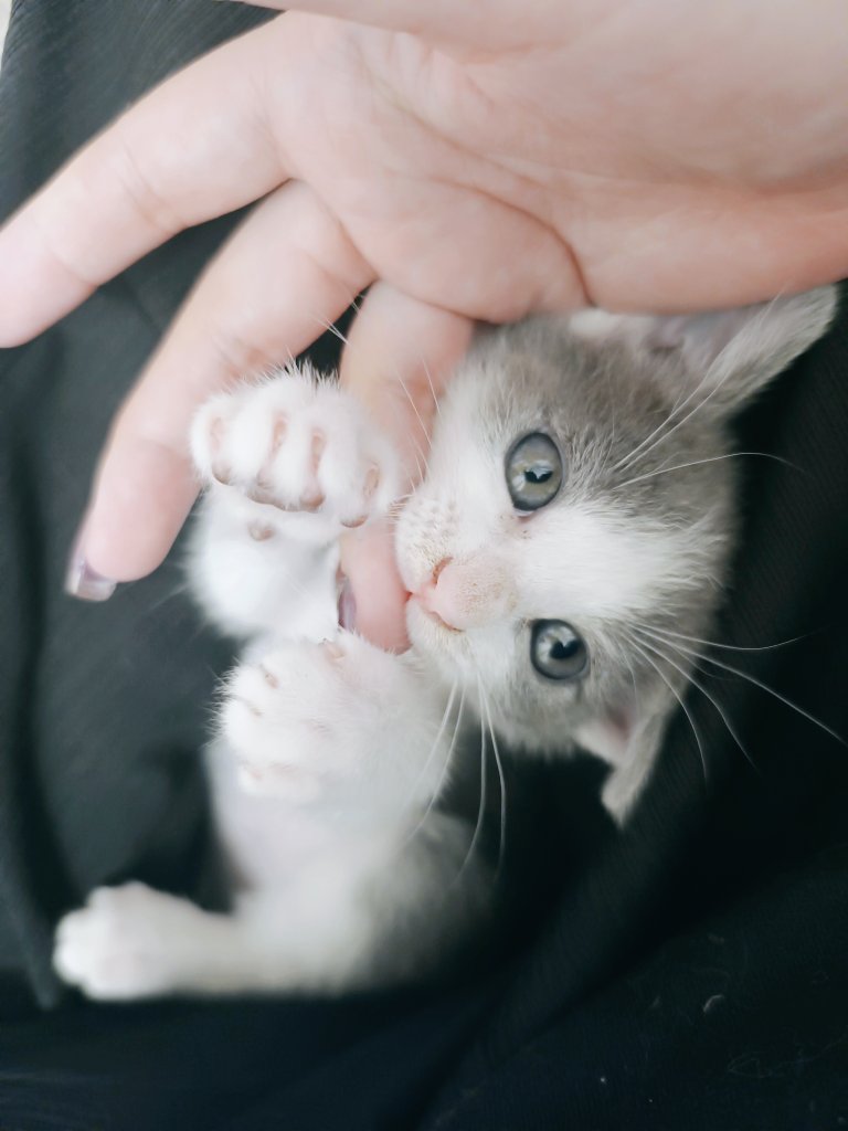 M_zaco's tweet photo. こんなかわいいのに囲まれて生活してて恨まれたりしないかな https://t.co/nFNFuE7e0Z