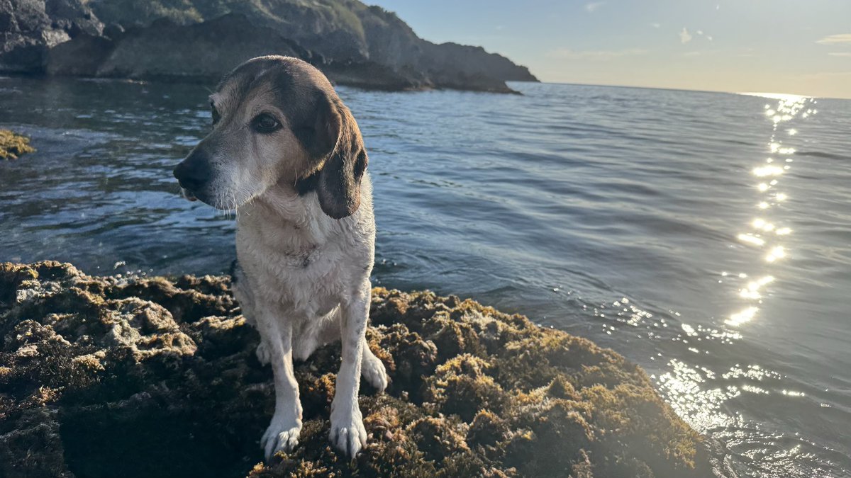 elpasabolas's tweet photo. Avui fa 15 anys quan tornava de marxa per palma un gitano me va vendre un “beagle premoh” per 20€. 

Caballet quan eres jove! https://t.co/wFRY5sXfJA