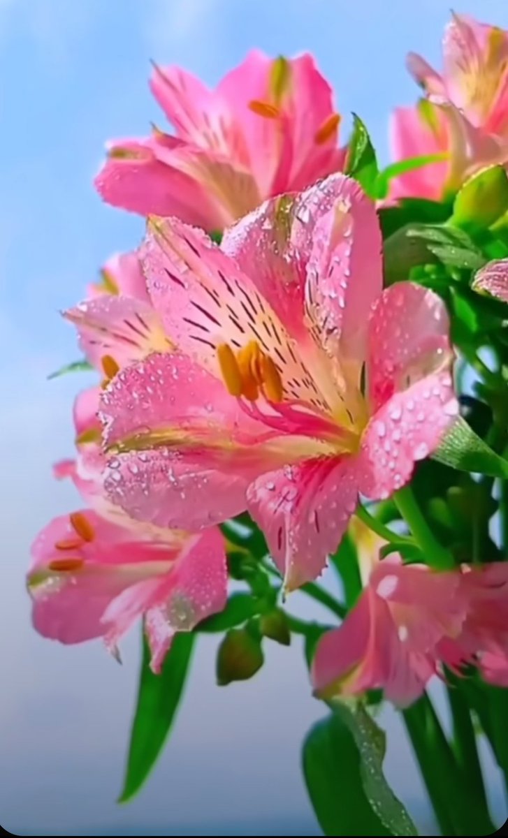 EarthhExplorer's tweet photo. Looking at beautiful flowers soothes the eyes, heart, and mind.

I want people to feel good and happy when they see my post.
Have a nice day https://t.co/EoTJ6PwC0P