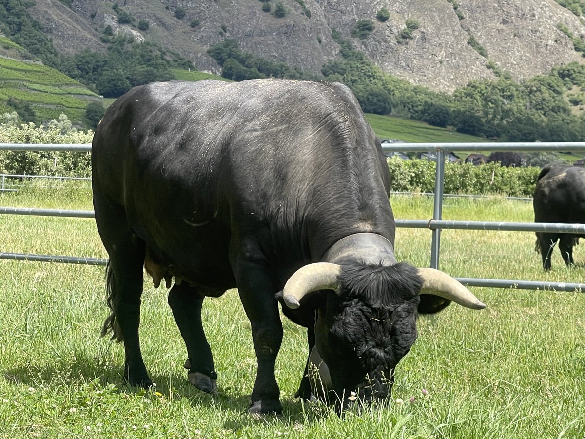Swiss_Cathy's tweet photo. La jeune Dame a retrouvé son poids de forme(s). Elle va être au top pour la saison d’alpage. ⛰️💪🏼🐮🥰

#Bacchanale #maReine #mavache #hérens #ceciestunehérens #Valais 

#Bonjour #X 👋🏼😁 https://t.co/TupL3vMiIj