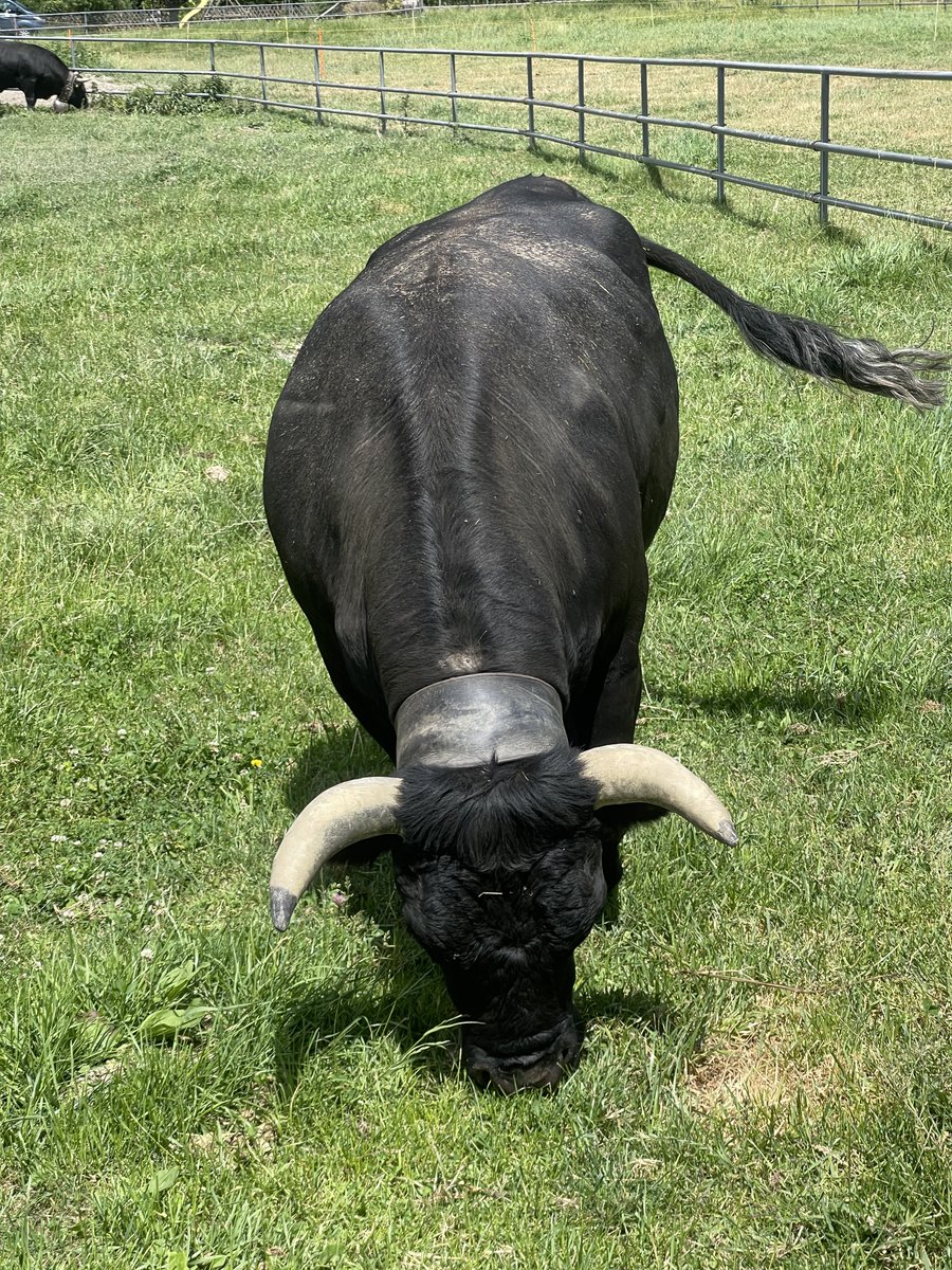 Swiss_Cathy's tweet photo. La jeune Dame a retrouvé son poids de forme(s). Elle va être au top pour la saison d’alpage. ⛰️💪🏼🐮🥰

#Bacchanale #maReine #mavache #hérens #ceciestunehérens #Valais 

#Bonjour #X 👋🏼😁 https://t.co/TupL3vMiIj