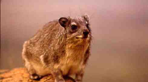 mzeeshimba05's tweet photo. #Wild Life
#アフリカの野生動物
#RockHyrax
#イワダヌキ
サバンナの夜の寒さが陽が
昇ると共に草原の冷たい空
気か暖かくなると岩の隙間
からロックハイラックスた
ちが這い出しきて冷え切っ
た身体を温めている https://t.co/gd1iW4jjG8
