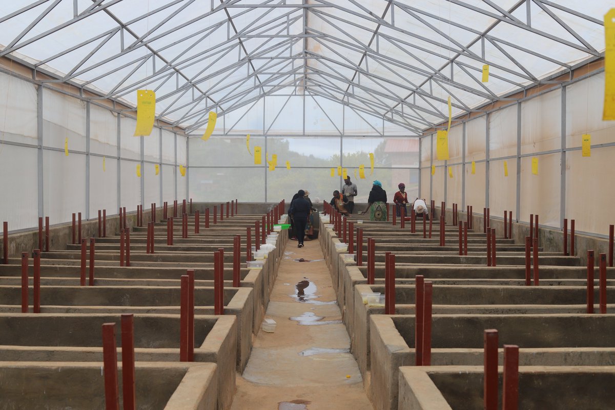 CByumba's tweet photo. KOAHIRU COOPERATIVE: These constructions (warehouse and greenhouse) to this Bushoki's cooperative continue to facilitate these farmers in Irish potato seeds production. 
One of activities of the Kungahara project of @CByumba and @rulindodistrict funded by @EUinRW https://t.co/uezVoB4S6M