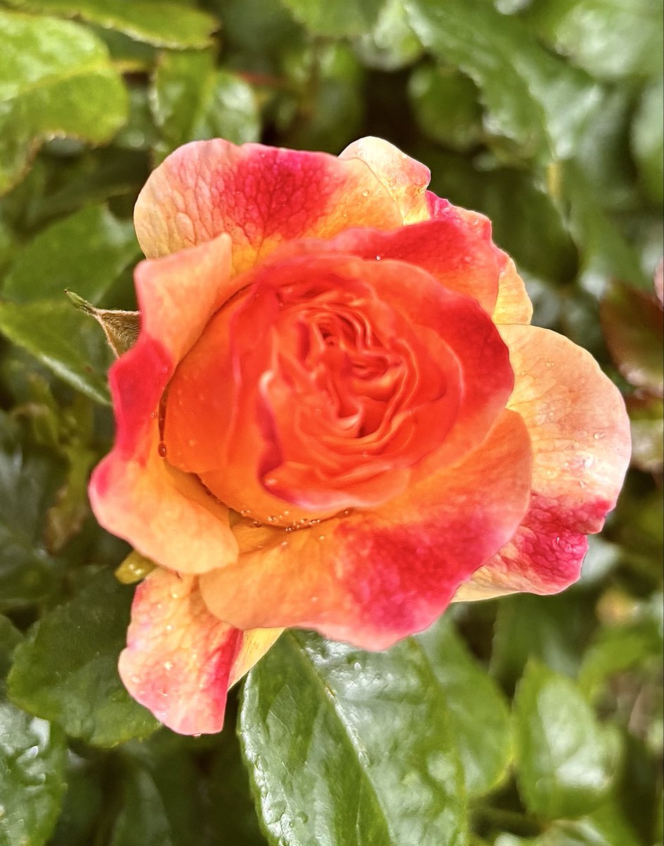 begingarden's tweet photo. Long forgotten name, super thorny but lovely 🥰 #gardening #gardeningx #rosewednesday #gardenersworld #inmygarden https://t.co/II19a9VKMZ