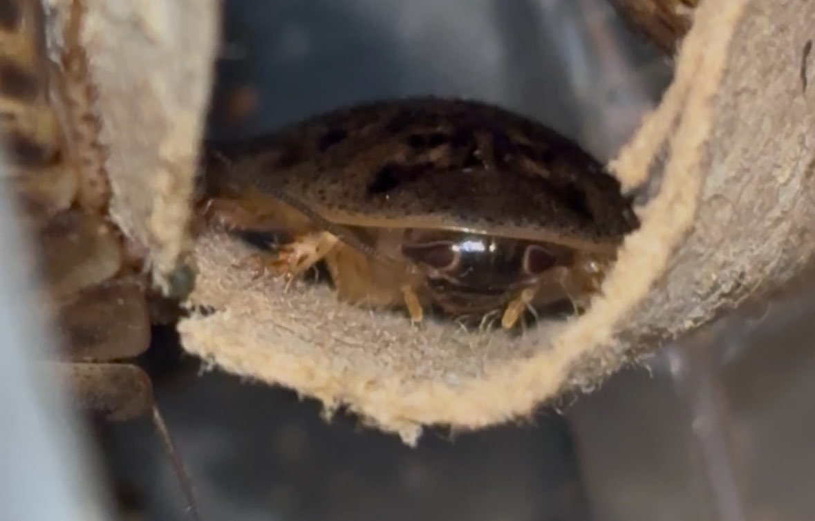 EvilLargeBug's tweet photo. One of my cockroaches in particular is so fucking cute I’m naming him Sugar Snap Pea https://t.co/6IdZ1WwPxr