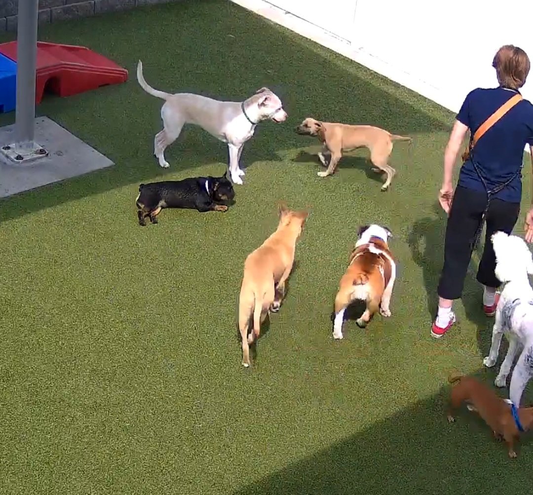 drnik46's tweet photo. Ruby on break from training in with the rest of the daycare kids. Really wants to play with the puppy. #Rhubarb https://t.co/7CoHtW2lcA