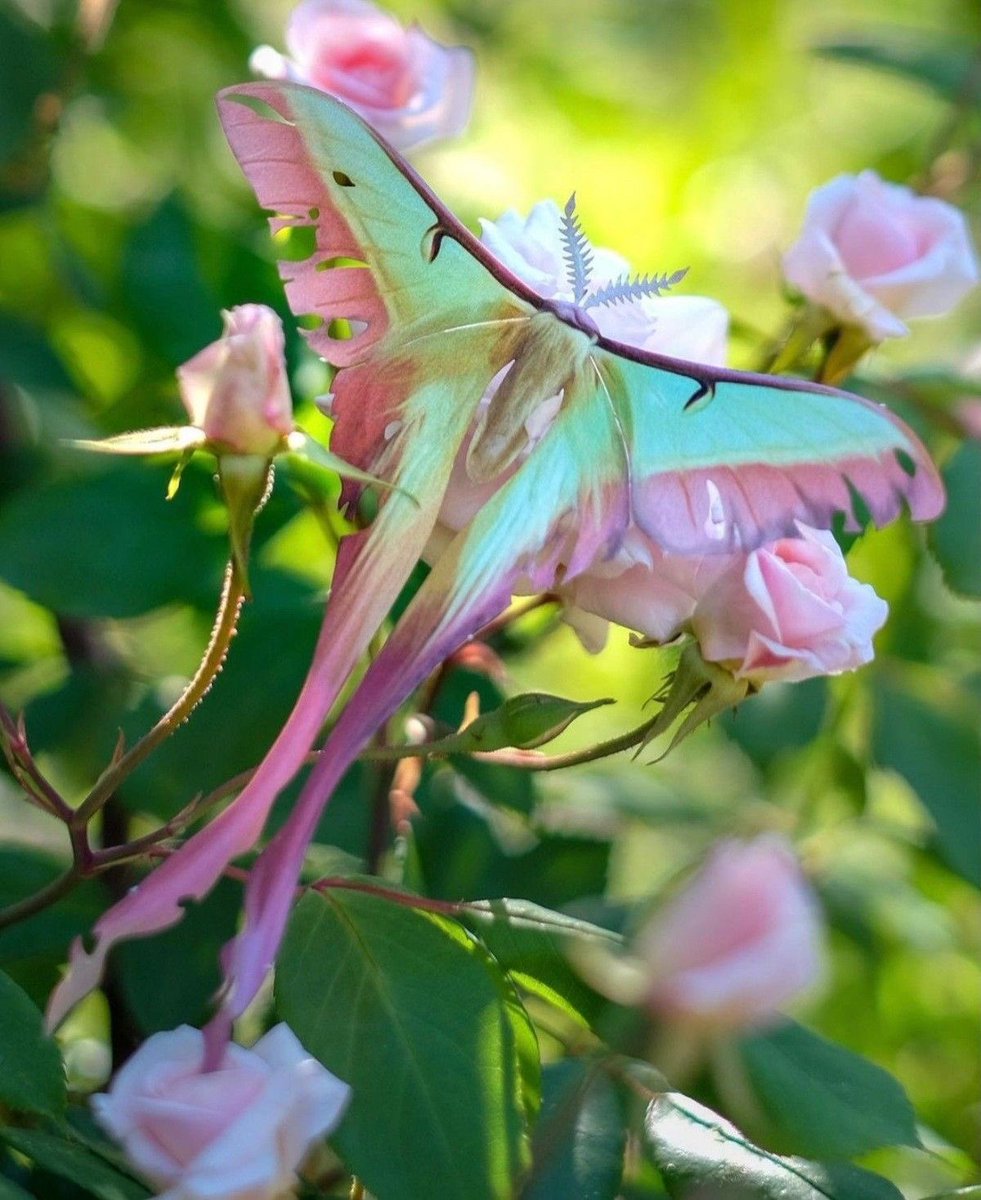 motheinsect's tweet photo. did you know that moths represent transgender identity? 🏳️‍⚧️ #happypridemonth https://t.co/Mr5y5ggeDw