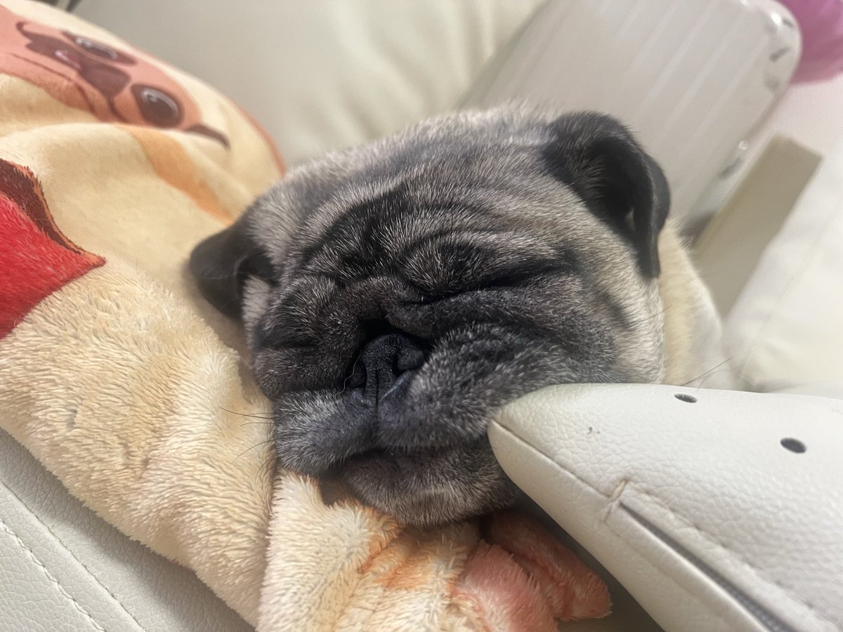 pugnoapollo's tweet photo. 誰だ、おめぇ😥 https://t.co/EgZYYgsgXY