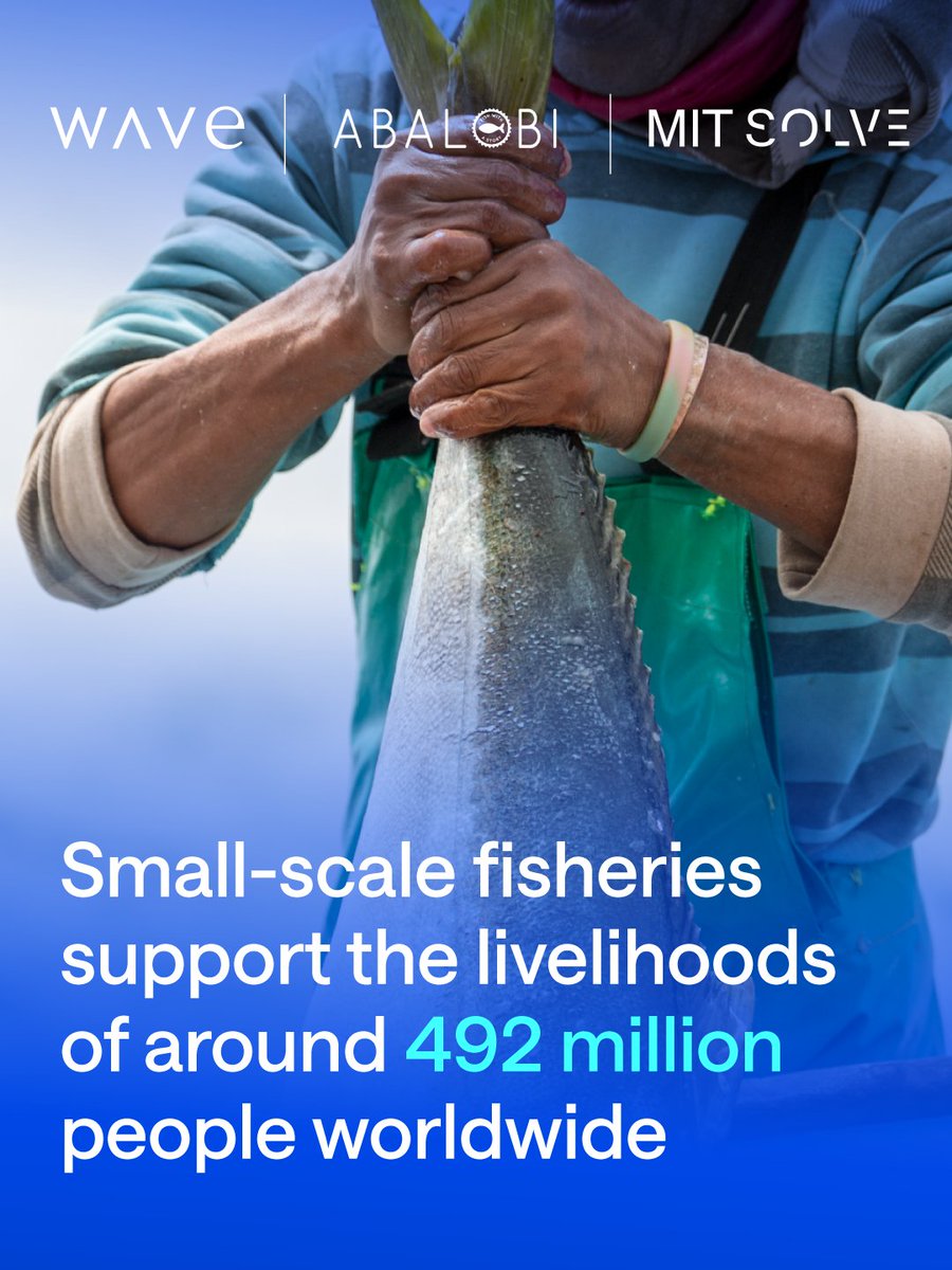 thewave_global's tweet photo. 🌍🐟 492 million people worldwide depend on small-scale fisheries and related activities for their livelihoods. In fact, 90% of everyone involved in capture fisheries works in small-scale fisheries — making them a cornerstone of global food security.

@abalobi_app, winner of the Wave Ocean Regeneration Prize in collaboration with @SolveMIT, have a vision to cultivate thriving, equitable and climate-resilient small-scale fishing communities globally — through financial inclusion, community infrastructure, collective social entrepreneurship and data-driven fisheries rebuilding. 🌊💙

🌊 Wave, powered by @FII_Institute1, is proud to support sustainable solutions that foster ocean regeneration within a human generation.

#SmallScaleFisheries #SustainableFishing #MarineConservation #OceanRegeneration