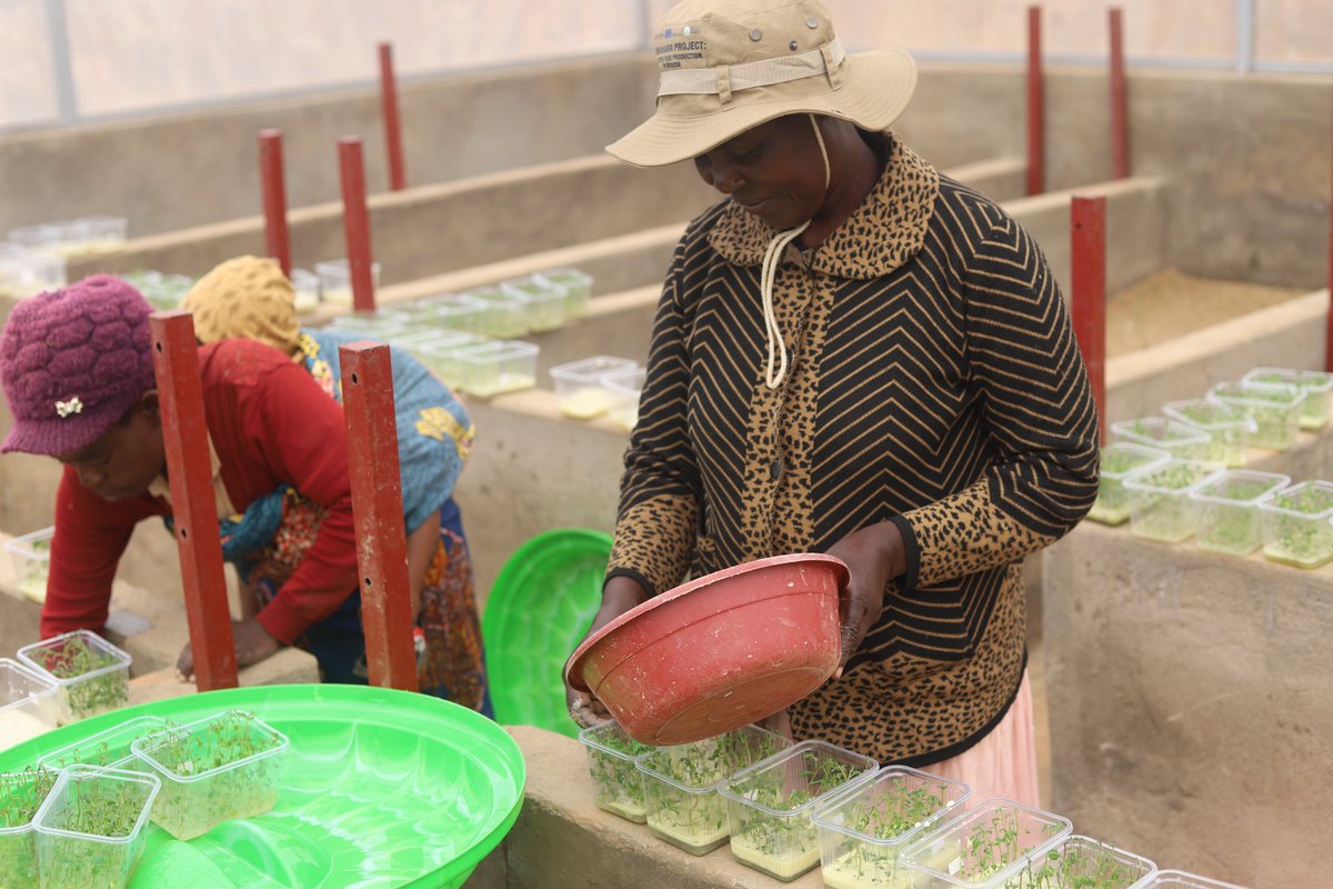 CByumba's tweet photo. Yesterdays, the cooperative successfully planted irish potato plantlets from RAB-Musanze Station in its greenhouse. The plantlets will produce quality mini-tubers for future seed multiplication. https://t.co/fYggNlyg42