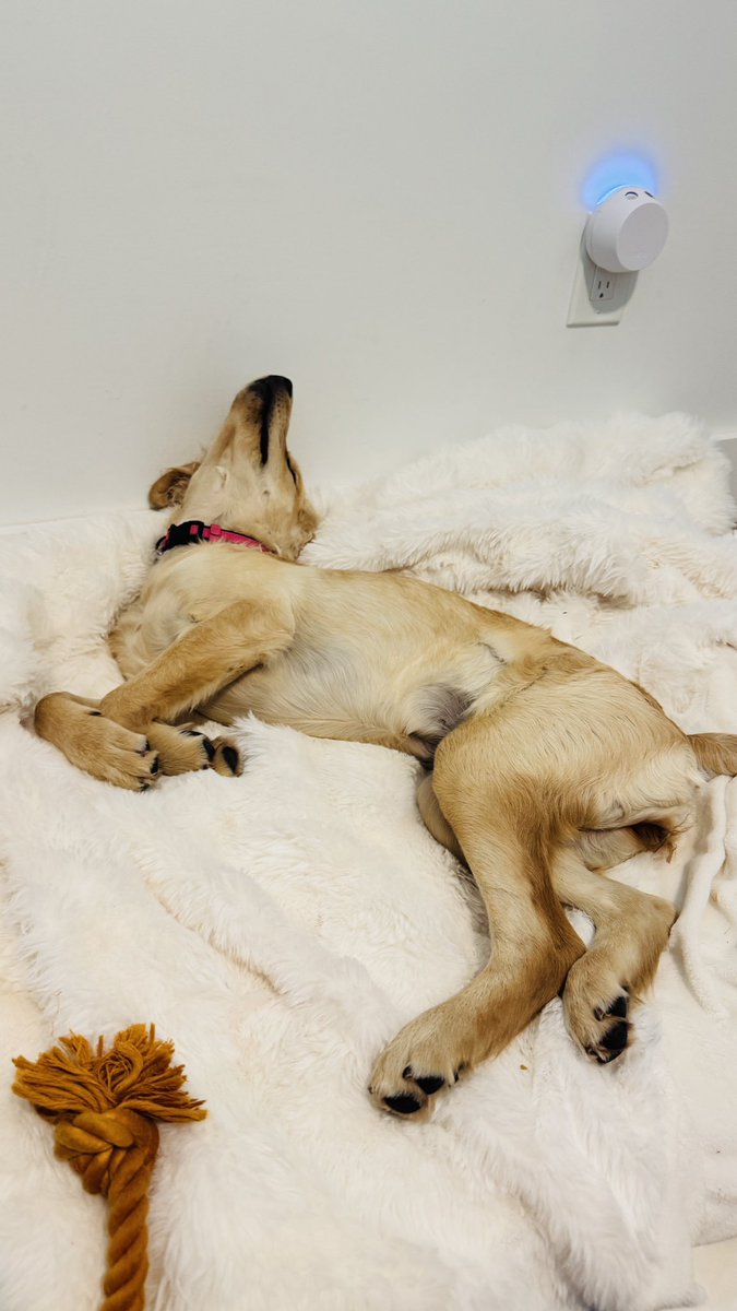 FlyOSU1991's tweet photo. While I’m presenting out on Strategic Plan, Daisy is resting up for a busy day. 

🐾 Dog gone tired 
🐶 Pawsitively exhausted
🐕 Ruff life https://t.co/wz4vvNtomq