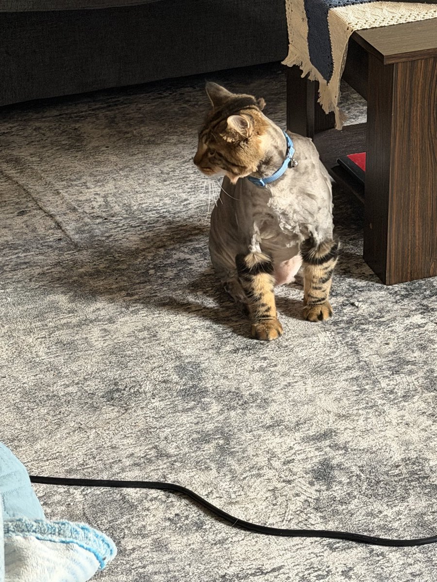 Kelc_000's tweet photo. They shaved my cat 😭 https://t.co/slwycW6hTi