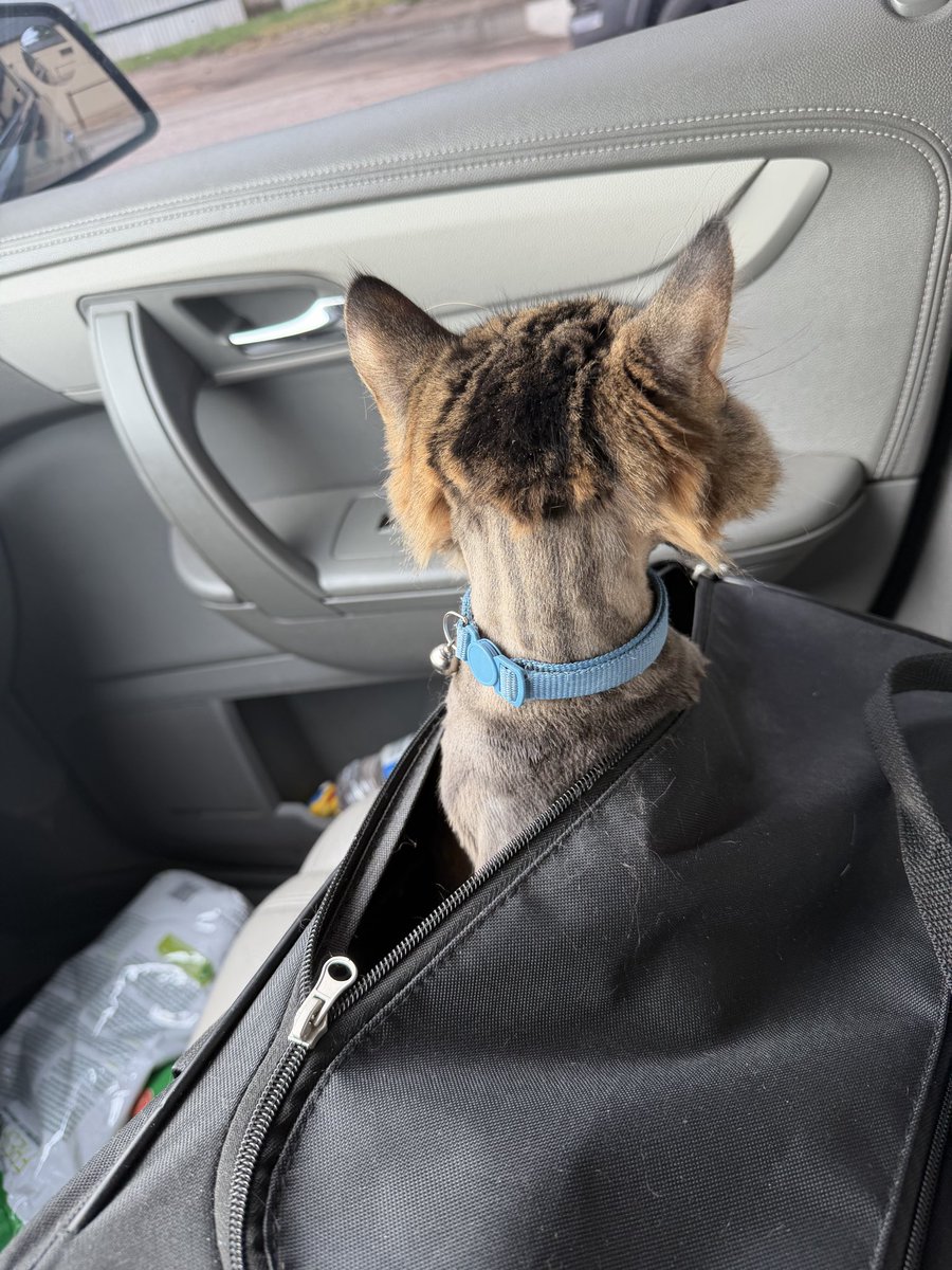 Kelc_000's tweet photo. They shaved my cat 😭 https://t.co/slwycW6hTi