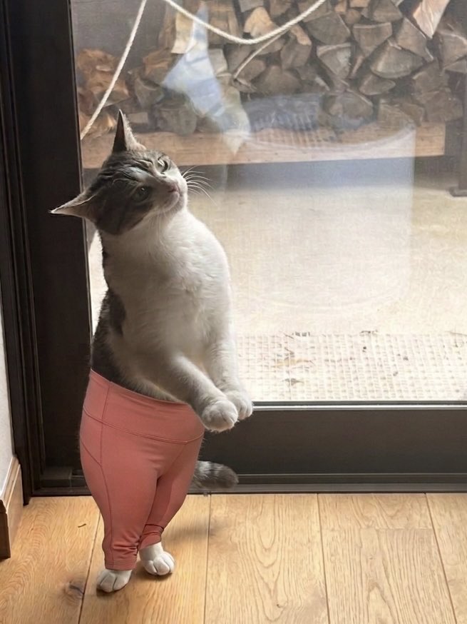 shakemukae's tweet photo. ヨガパンツ猫ちゃんが流行っていると聞いて…！ https://t.co/bjzNKElhzI