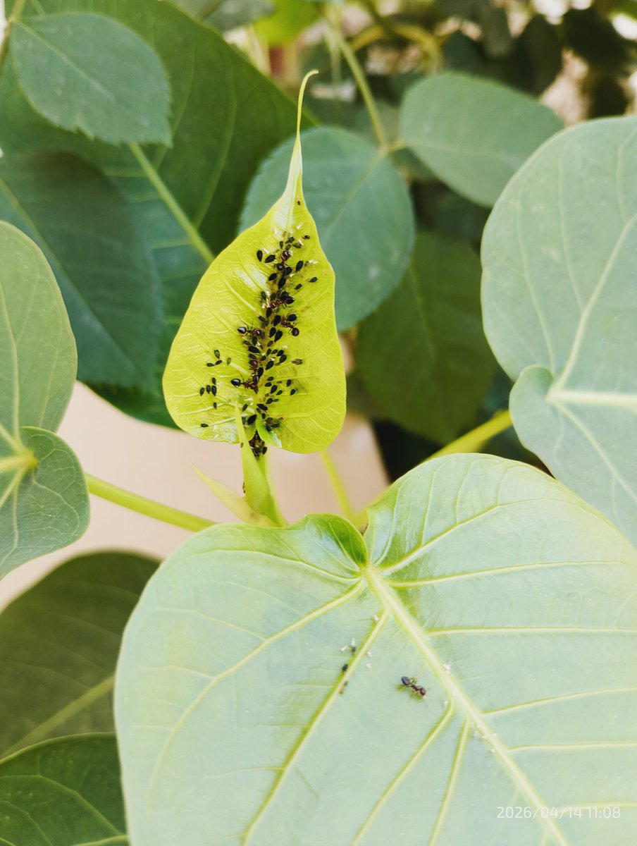 SSPandey51's tweet photo. Aphids https://t.co/NUuTJxYYWr