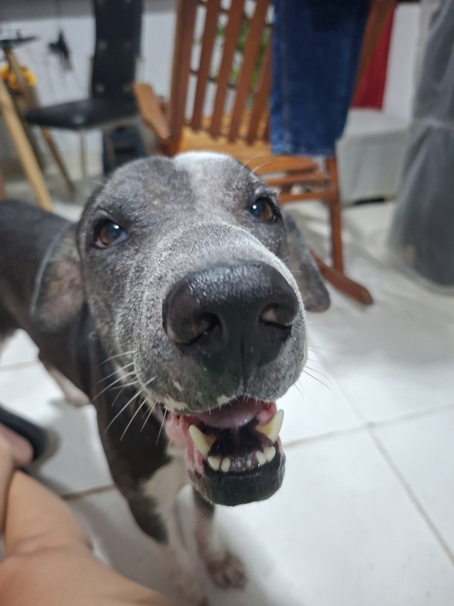DaneNietoP's tweet photo. @jinkookalien Por un país donde ellos también tengan voz. 🐾
Spyke, Kira, Cachorros, Bucky y Bardock. 🥰🫰🏼
#MascotasLibresDeAbelardo
#CeroToleranciaAlMaltrato
#AbelardoNoPasara
#IvanCepedaPresidente #KpopersPorElPacto https://t.co/m2p9ptDvIM